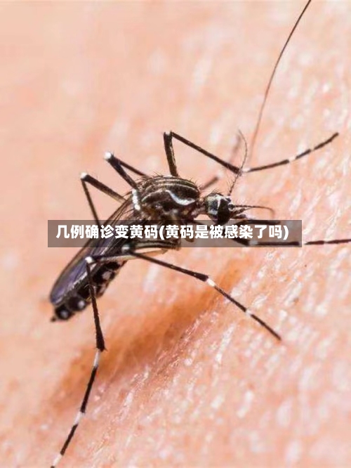 几例确诊变黄码(黄码是被感染了吗)