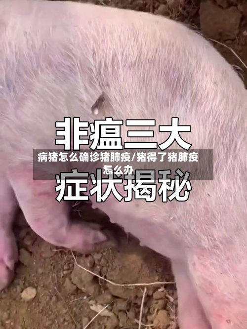 病猪怎么确诊猪肺疫/猪得了猪肺疫怎么办