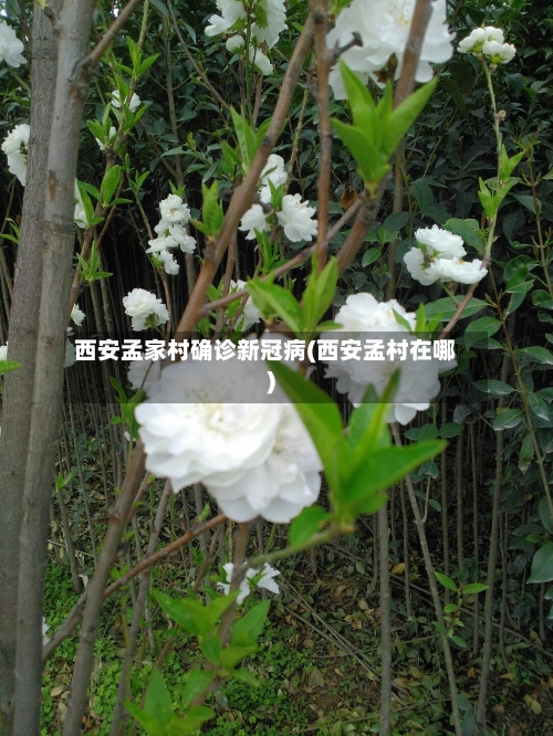 西安孟家村确诊新冠病(西安孟村在哪)-第3张图片