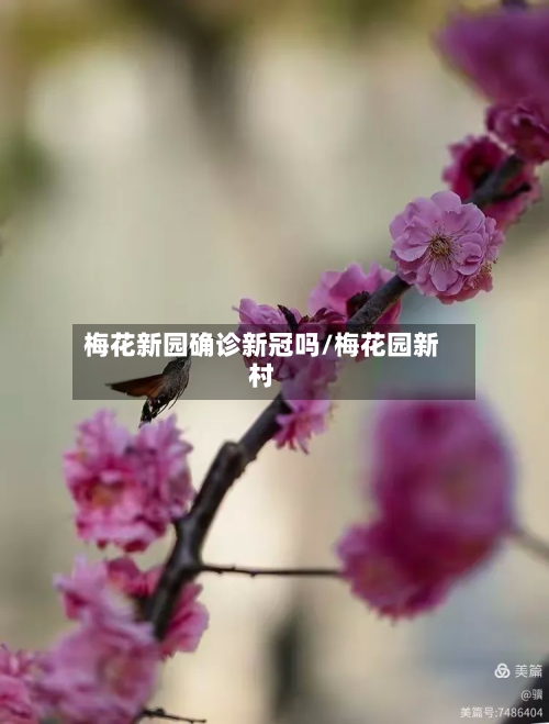 梅花新园确诊新冠吗/梅花园新村-第2张图片
