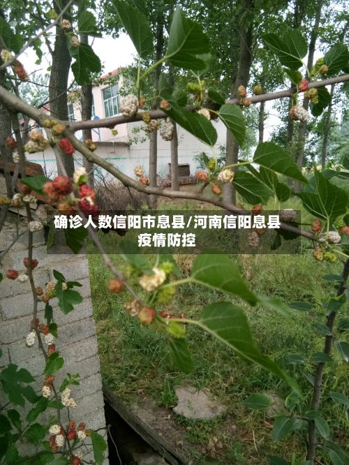 确诊人数信阳市息县/河南信阳息县疫情防控-第2张图片